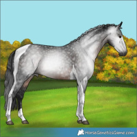 Horse Color:Gray Brown Tobiano