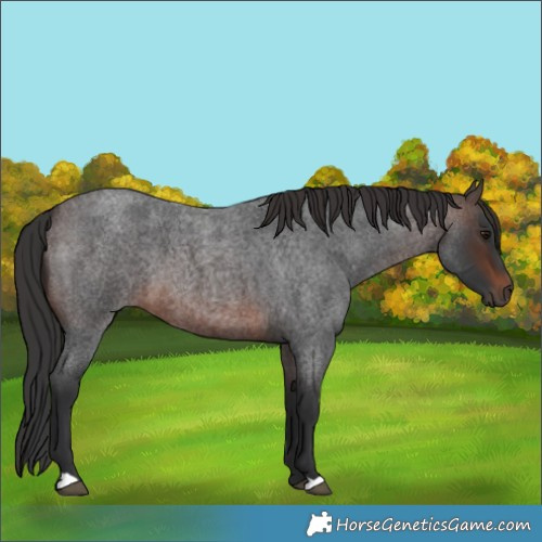 Horse Color:Brown Roan