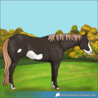 Horse Color:Liver Chestnut Frame 