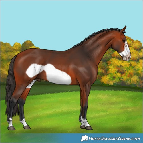 Horse Color:Bay Frame
