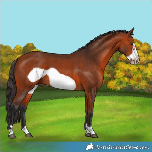 Horse Color:Bay Frame
