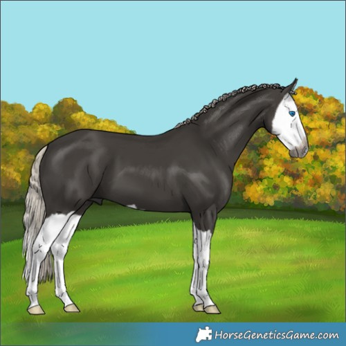 Horse Color:Gray Silver Black Splash