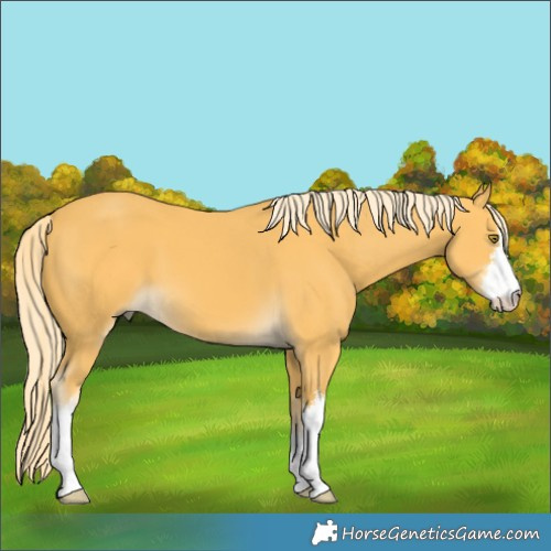 Horse Color:White Spotted Palomino 