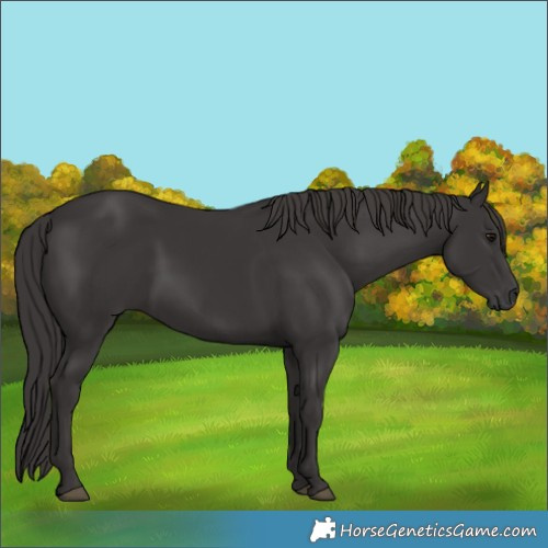 Horse Color:Smoky Black 