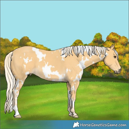 Horse Color:White Spotted Palomino