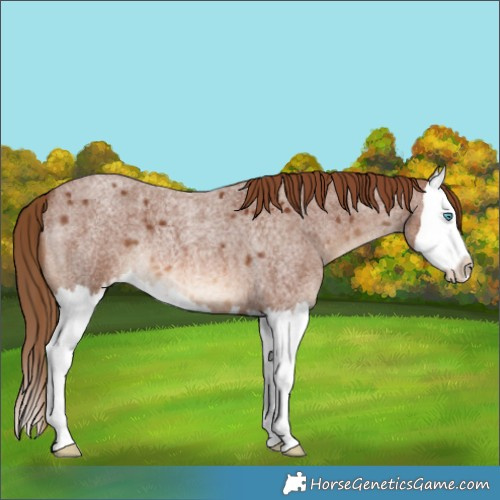 Horse Color:Red Roan Splash 