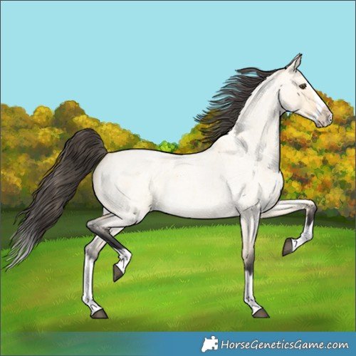 Horse Color:Buckskin Roan Dun Splash Frame 