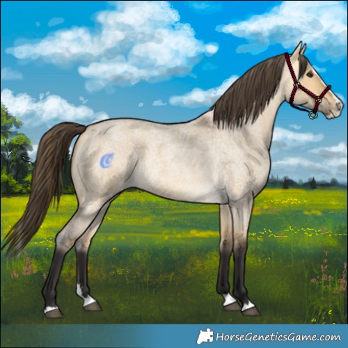 Horse Color:Buckskin Roan Dun Splash 