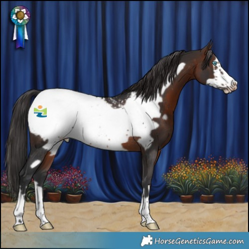Horse Color:Brown Frame Snowcap Rabicano 