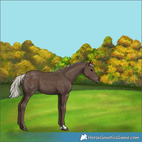 Horse Color:Silver Black 