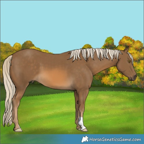 Horse Color:Chocolate Palomino