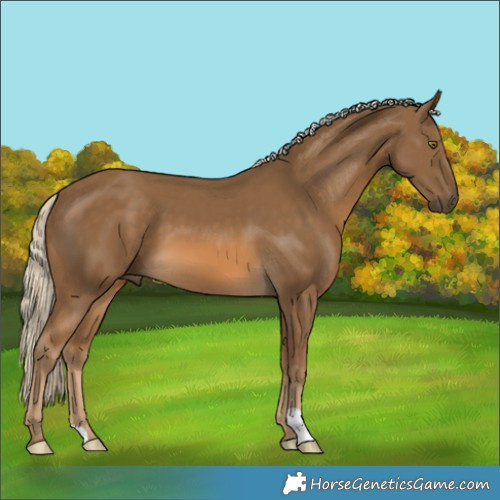 Horse Color:Chocolate Palomino 