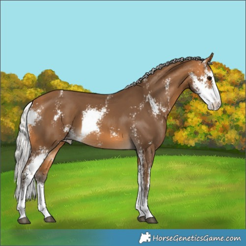 Horse Color:Silver Buckskin Sabino