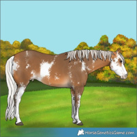 Horse Color:Silver Buckskin Sabino