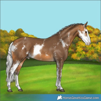 Horse Color:Silver Buckskin Sabino 