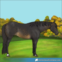 Horse Color:Buckskin 