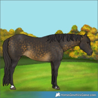 Horse Color:Buckskin