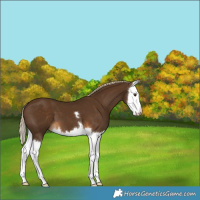 Horse Color:Chocolate Palomino Splash