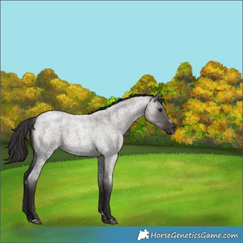 Horse Color:Smoky Grullo Roan 