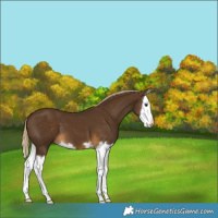 Horse Color:Chocolate Palomino Splash 