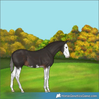 Horse Color:Liver Chestnut Splash 