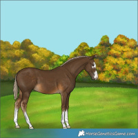 Horse Color:Chocolate Palomino 