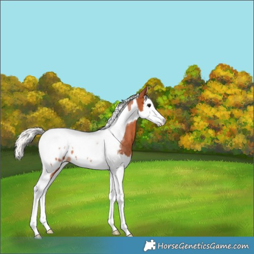 Horse Color:Silver Bay Splash Tobiano Appaloosa Rabicano 