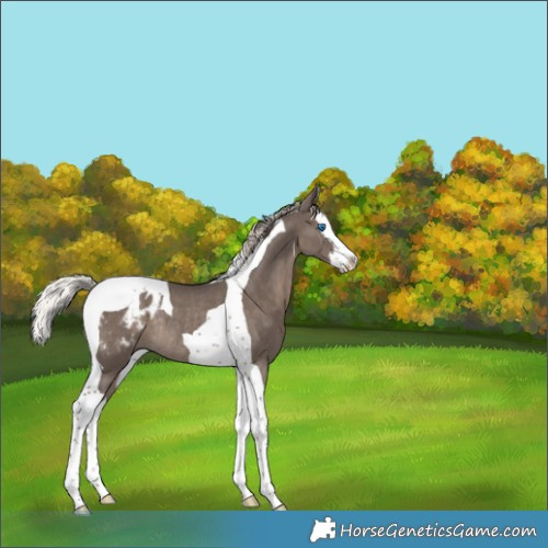 Horse Color:Silver Black Splash Tobiano Appaloosa Rabicano 