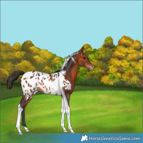 Horse Color:Bay Tobiano Blanket Rabicano 