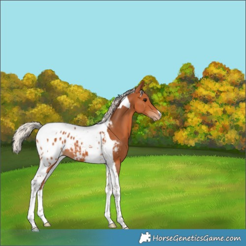 Horse Color:Silver Bay Tobiano Appaloosa 