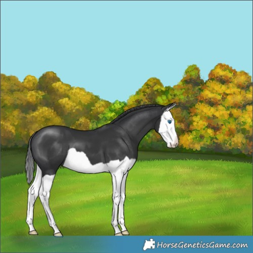 Horse Color:Black Splash 