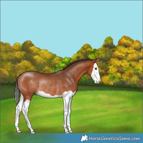 Horse Color:Bay Splash Rabicano 