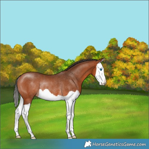Horse Color:Bay Splash Rabicano 