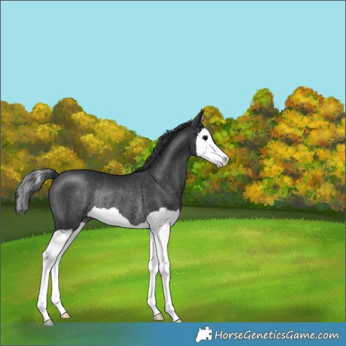 Horse Color:Black Splash Rabicano 
