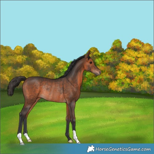 Horse Color:Bay Rabicano 