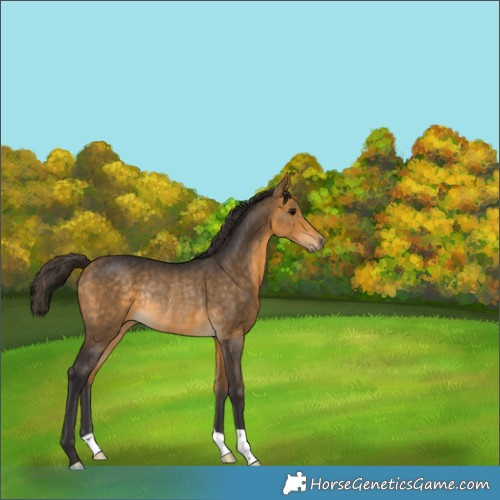 Horse Color:Buckskin Rabicano
