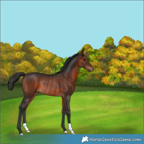 Horse Color:Brown Rabicano 