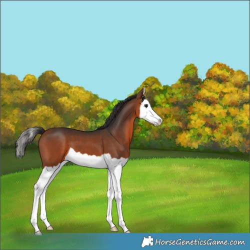 Horse Color:Bay Splash 
