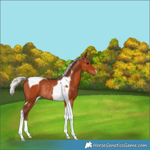 Horse Color:Silver Bay Tobiano Rabicano 