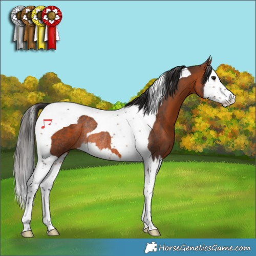 Horse Color:Bay Splash Tobiano Rabicano