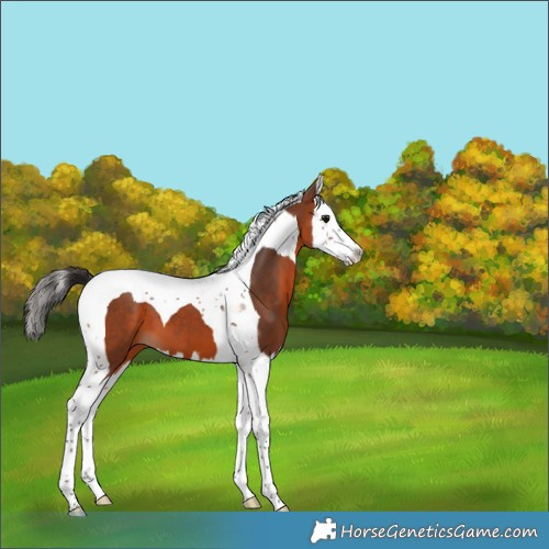 Horse Color:Bay Splash Tobiano 