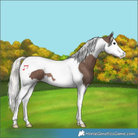 Horse Color:Silver Black Splash Tobiano 