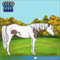 Horse Color:Silver Black Splash Tobiano