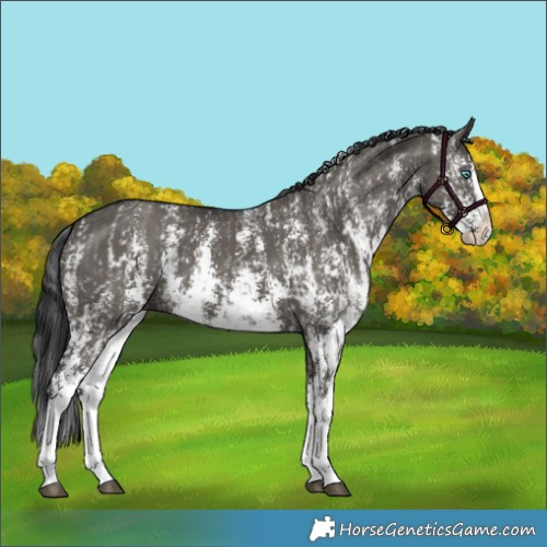 Horse Color:Grullo Sabino Splash  and Grullo Sabino Splash 
