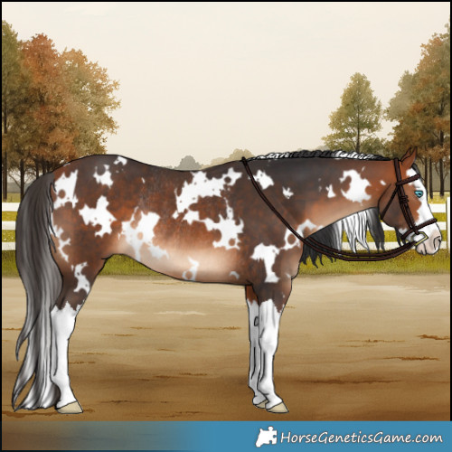 Horse Color:White Spotted Bay Splash Rabicano 