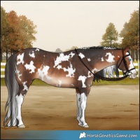 Horse Color:White Spotted Bay Splash Rabicano