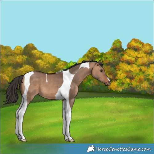 Horse Color:Bay Dun Tobiano 