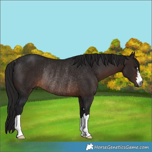 Horse Color:Gray Bay Rabicano 
