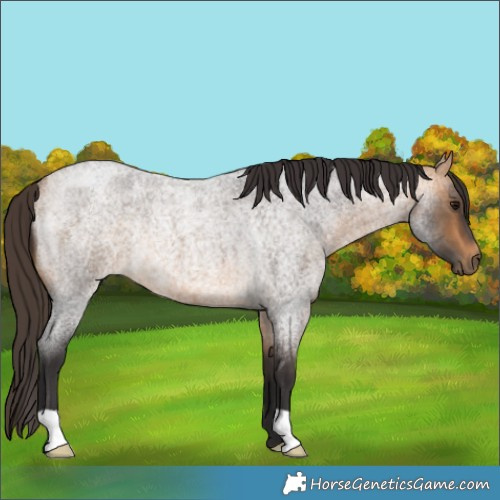 Horse Color:Buckskin Roan Rabicano 