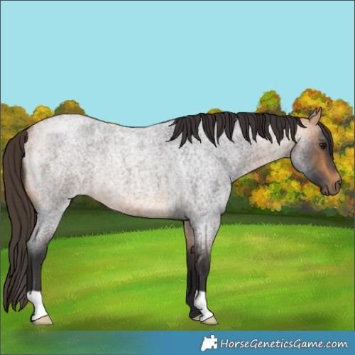 Horse Color:Buckskin Roan Rabicano 